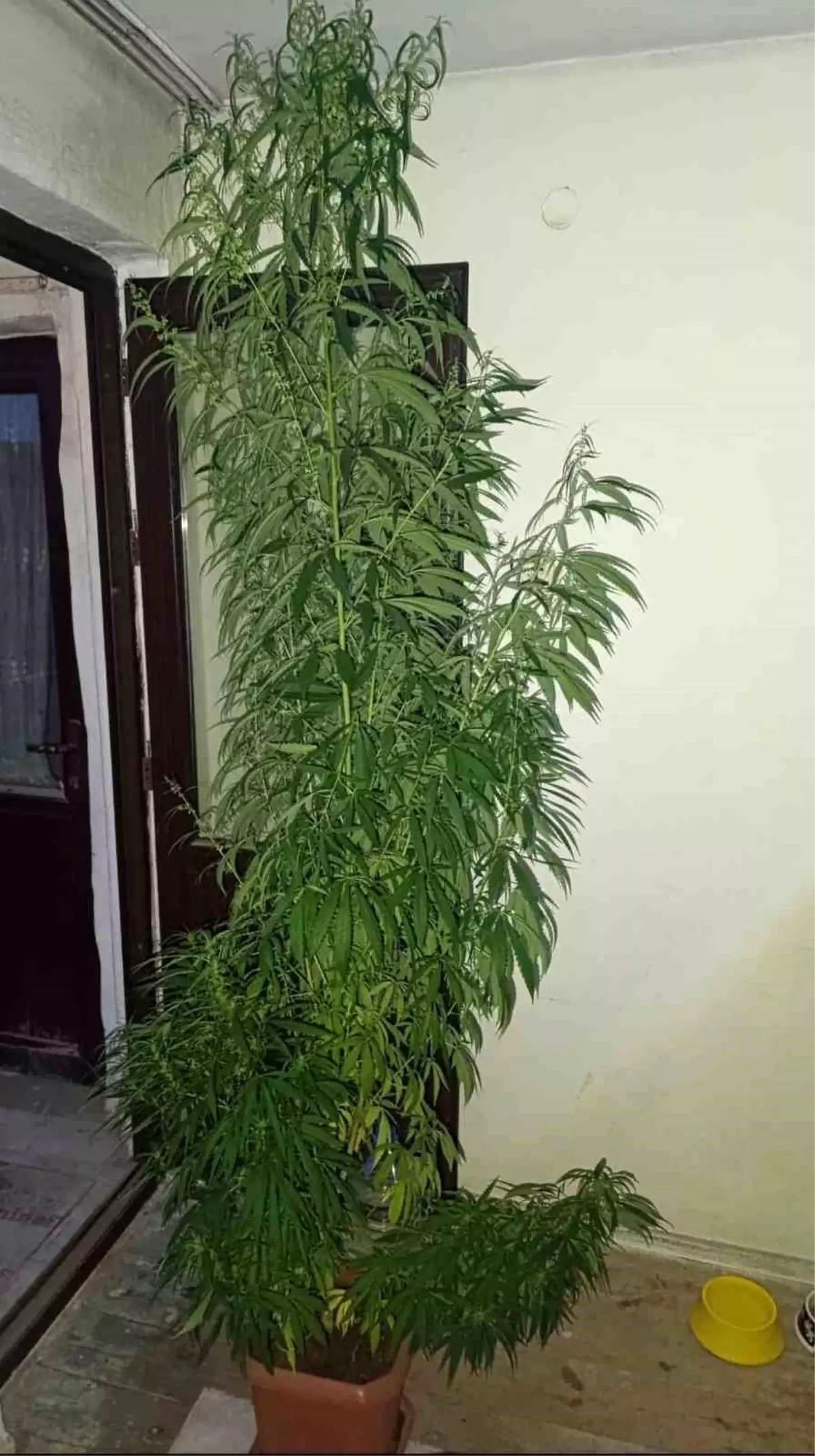 Samsun\'da Evde 2,5 Metre Uzunluğunda Kenevir Yetiştirildi