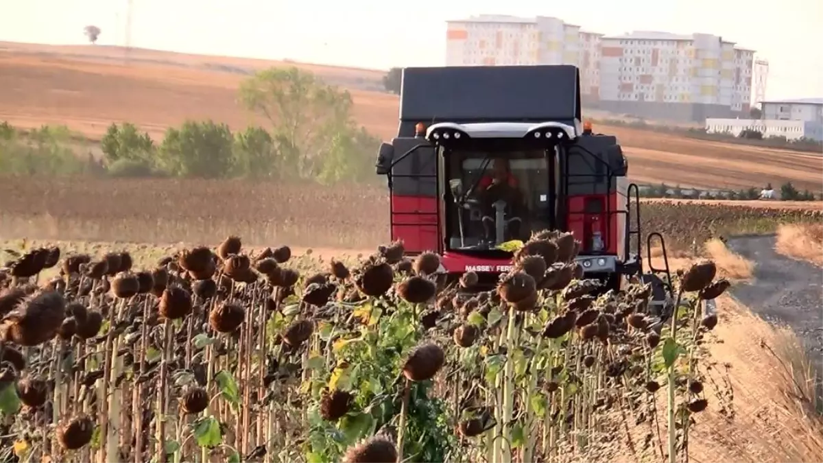 Trakya Bölgesi\'nde Geliştirilen Yerli Hibrit Ayçiçeği Tohumu Kuraklığa Karşı Dirençli