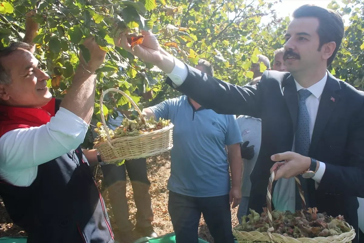 Bolu Mudurnu\'da Fındık Hasat Şenliği Düzenlendi