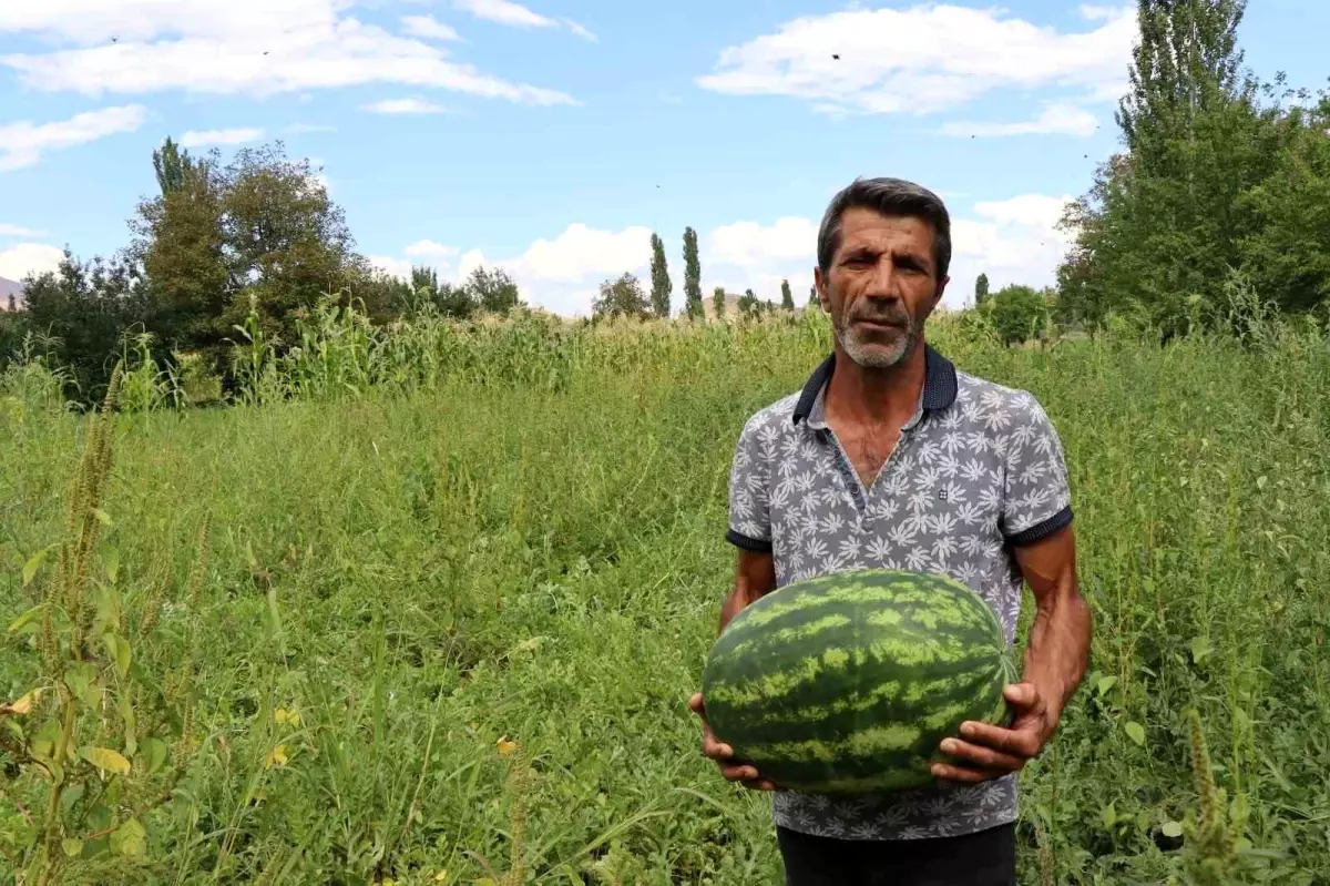 Oltu\'da Yerli Üretim Karpuzlar Büyük İlgi Görüyor