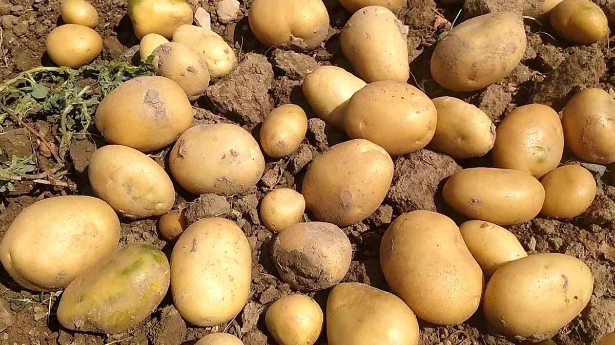 Sivas Türkiye\'de Patates Üretiminde 6. Sırada