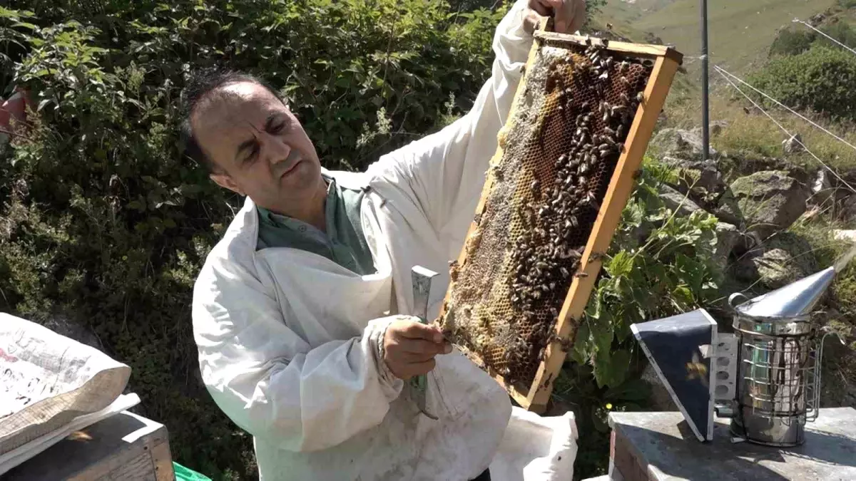 Anzer Balı\'nın Sağımları Tamamlandı, Tescillenmek Üzere Tahlile Gönderilecek