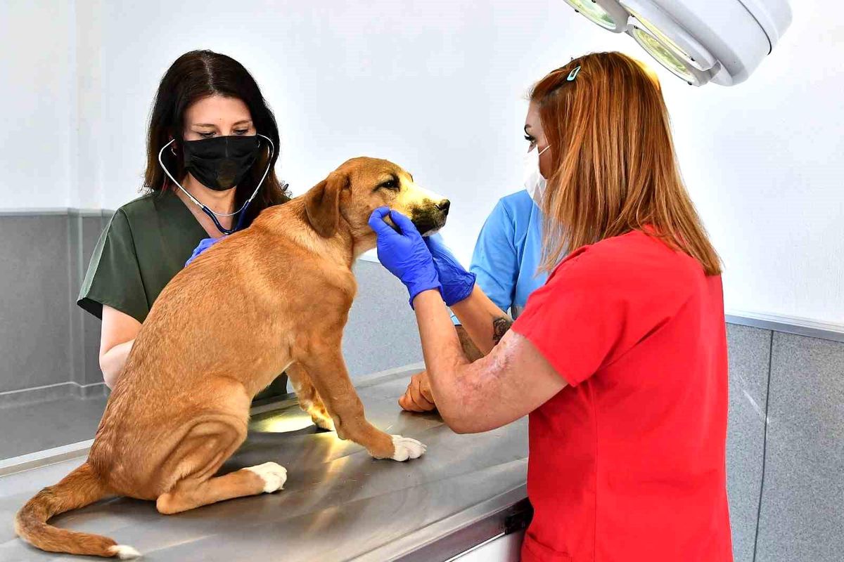 İzmir\'de 2023 yılında 95 bin sahipsiz kedi ve köpek kısırlaştırıldı