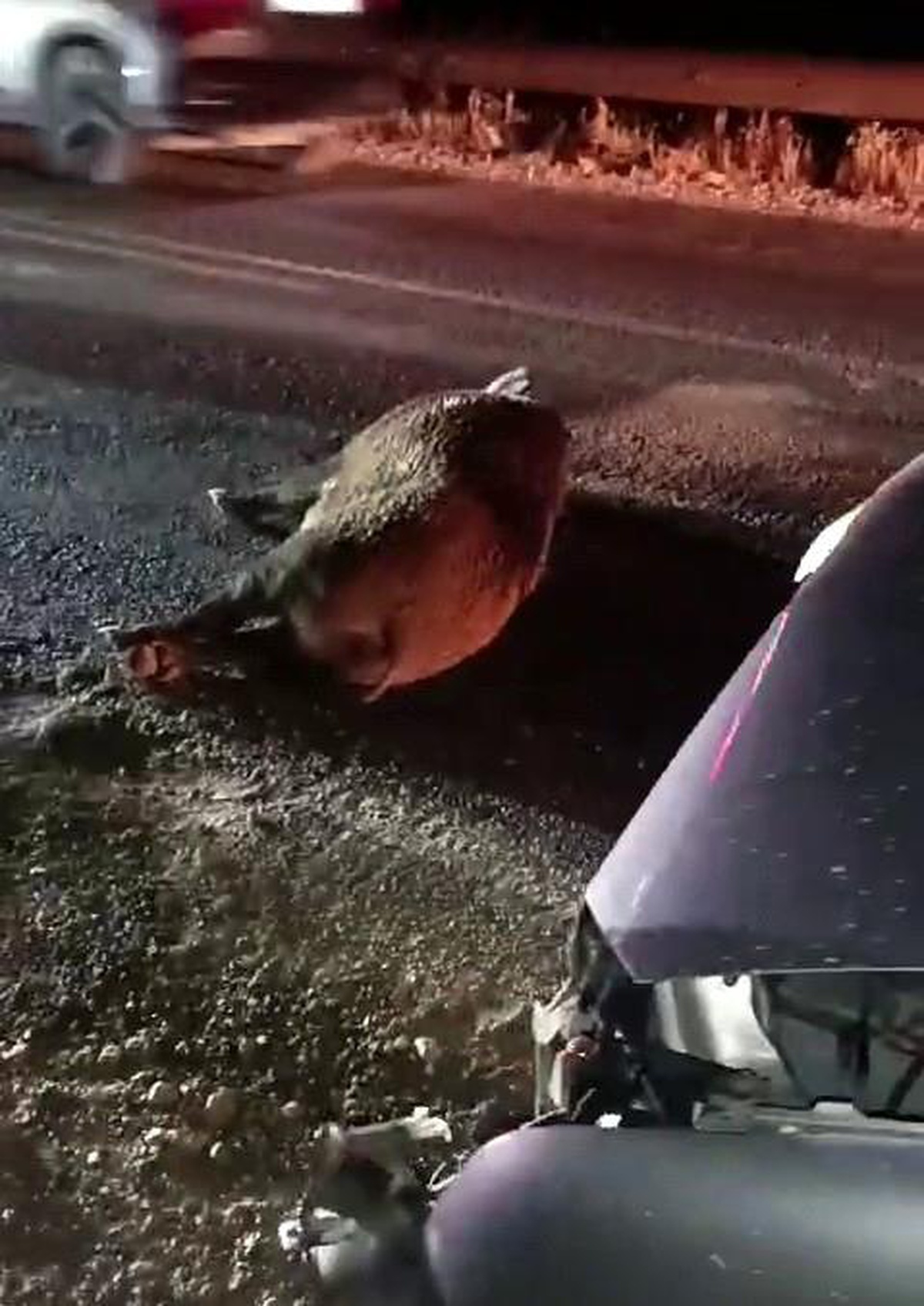 Adıyaman\'da domuza çarpan araç sürücüsü hafif yaralandı