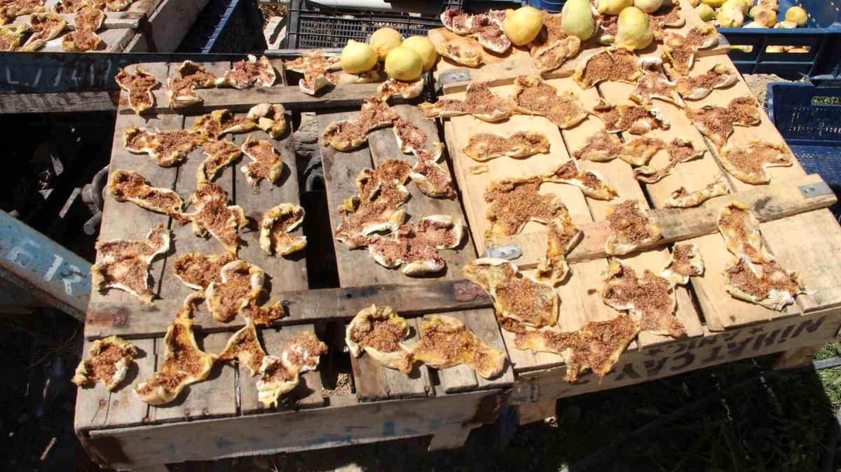 Mersin\'in Mut ilçesinde beyaz incir hasadı başladı