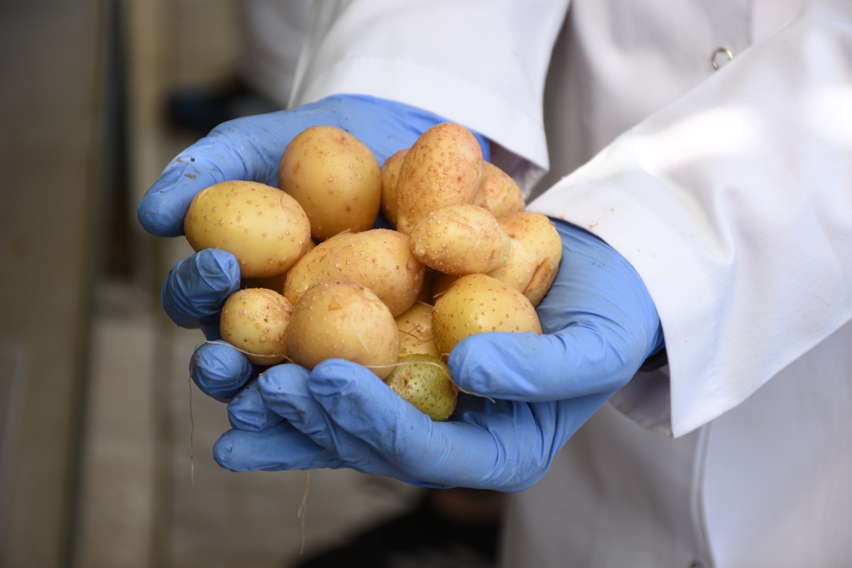 Türkiye\'de Patates Araştırma Enstitüsü\'nden Yeni Yerli ve Milli Çeşitler