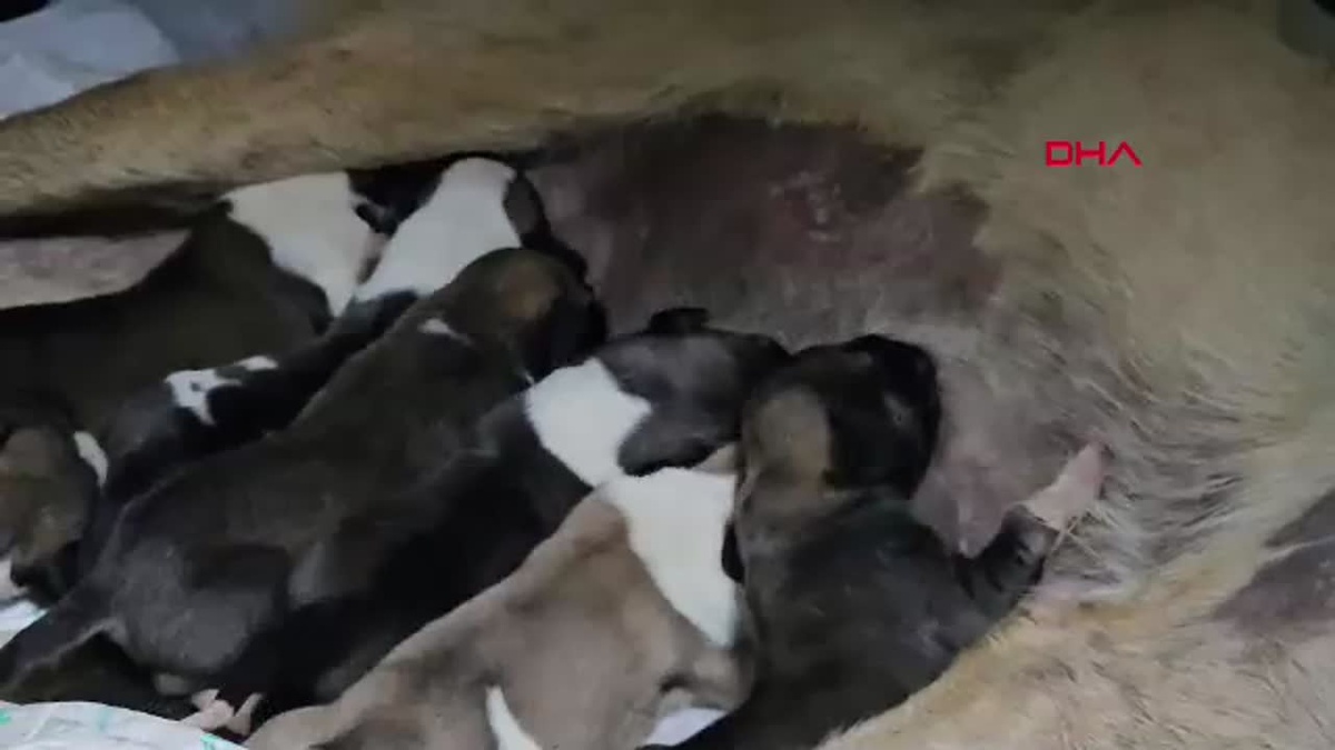 Hamile Köpek Otomobil Çarpması Sonucu 8 Yavru Dünyaya Getirdi
