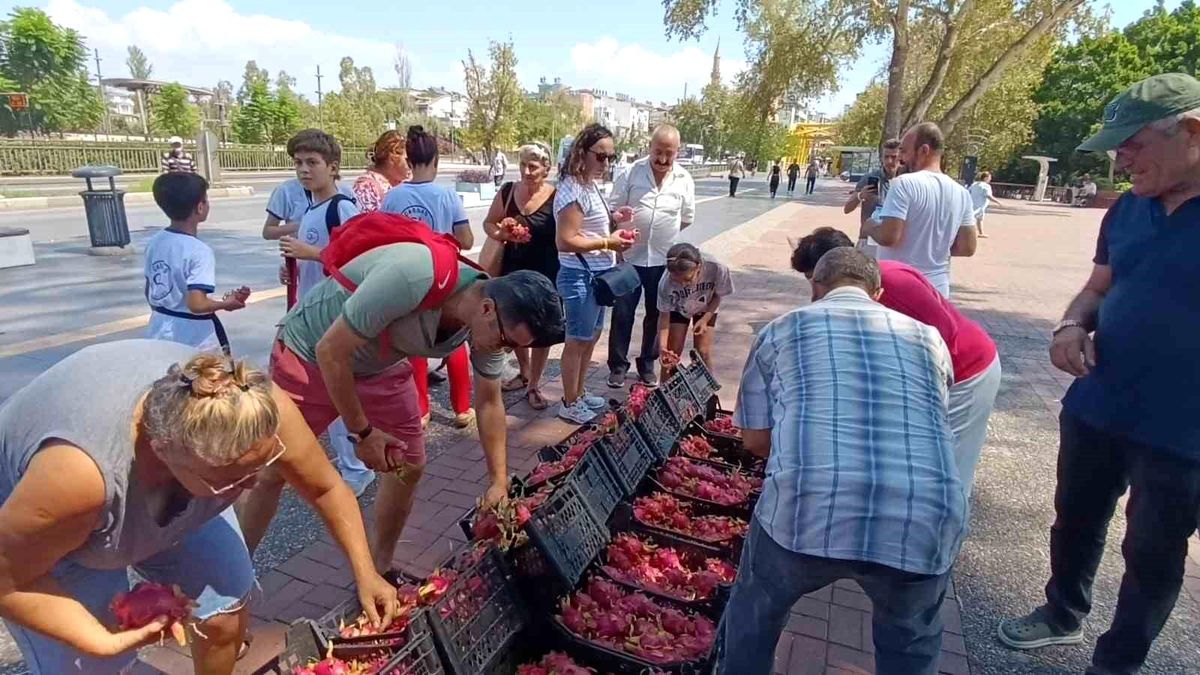 Antalya\'da Ejder Meyvesi Üreticisi Fiyat Protestosu Yaptı