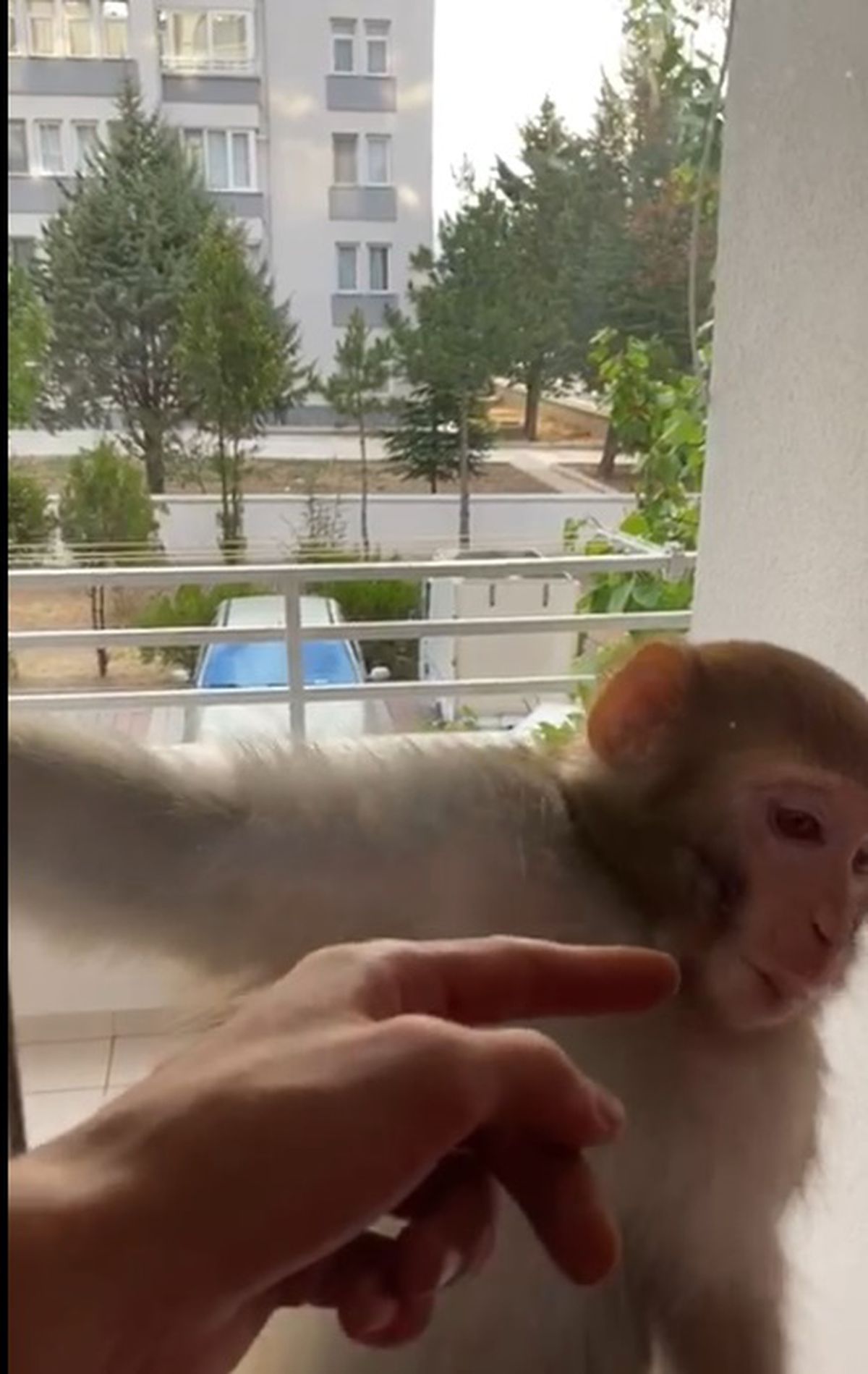 Çorum\'da kaçan maymun genç kızı ısırdı