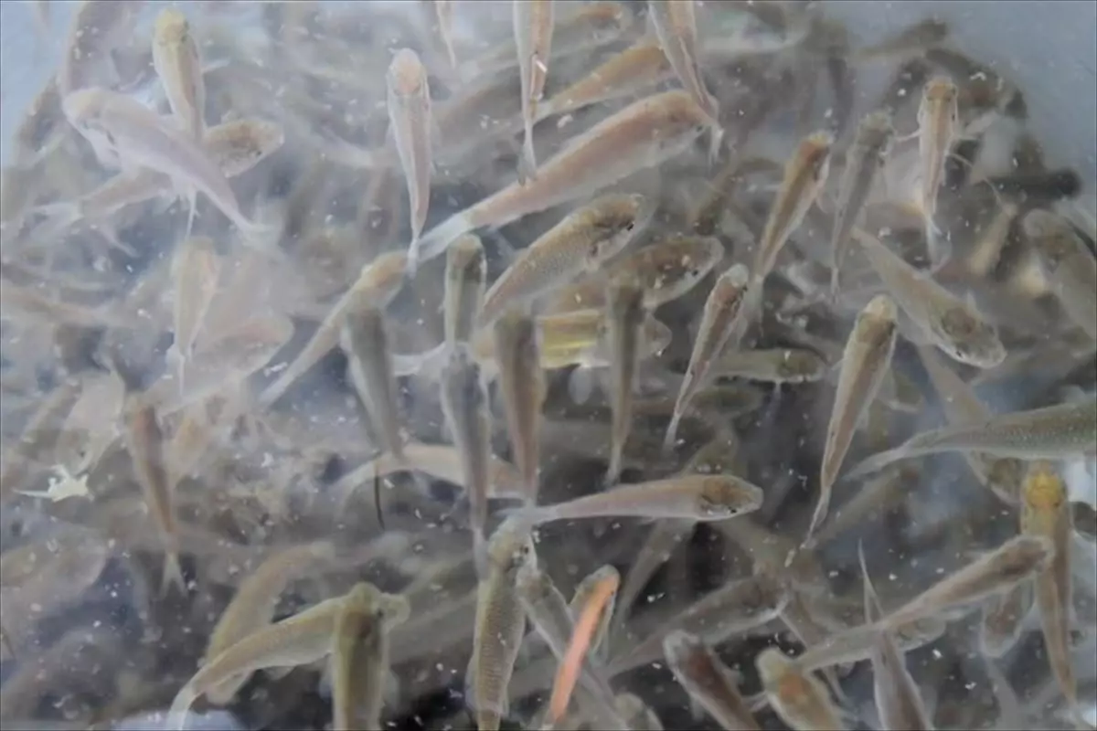 Düzce\'de 35 bin sazan yavrusu göl ve göletlere salındı