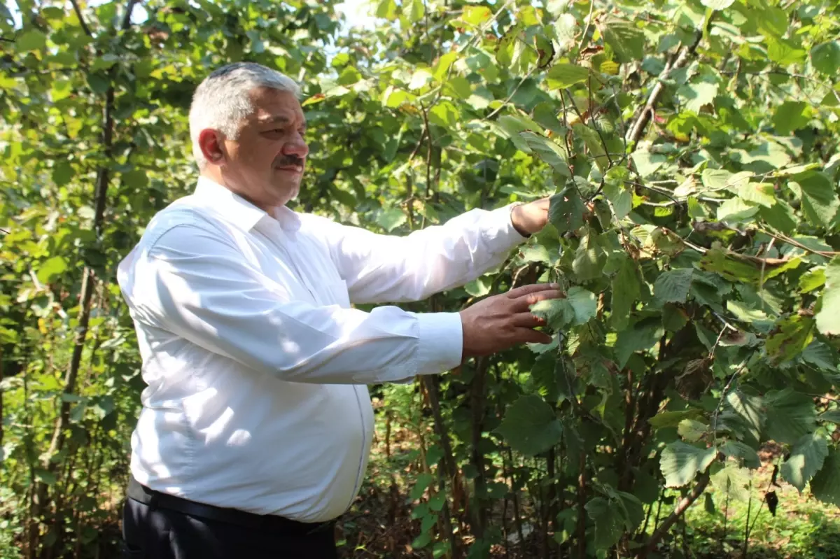 Kahverengi kokarca zararıyla mücadele için kışlak mücadelesi yapılması gerekiyor