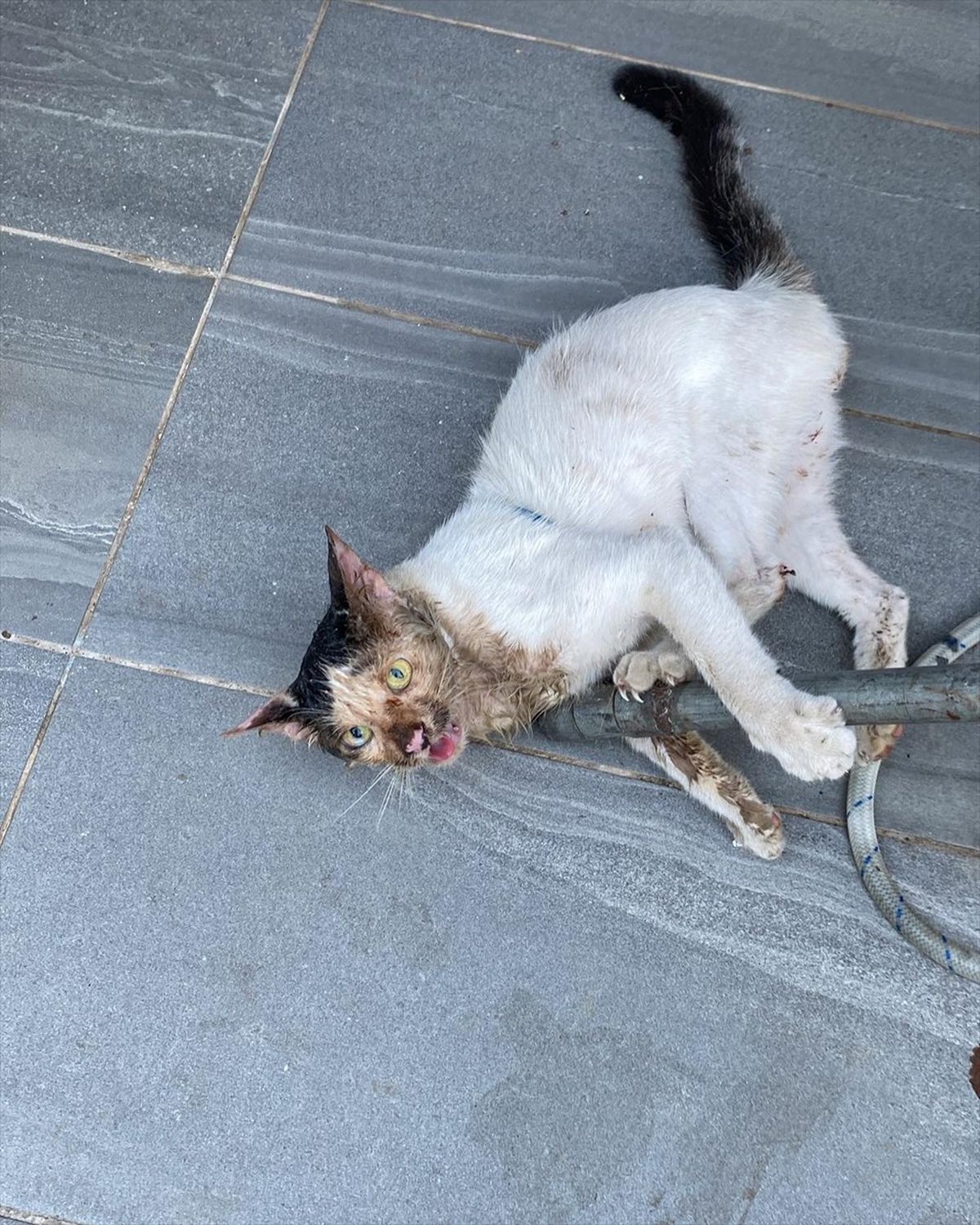 İskenderun\'da plastik şişeye sıkışan kedi itfaiye tarafından kurtarıldı