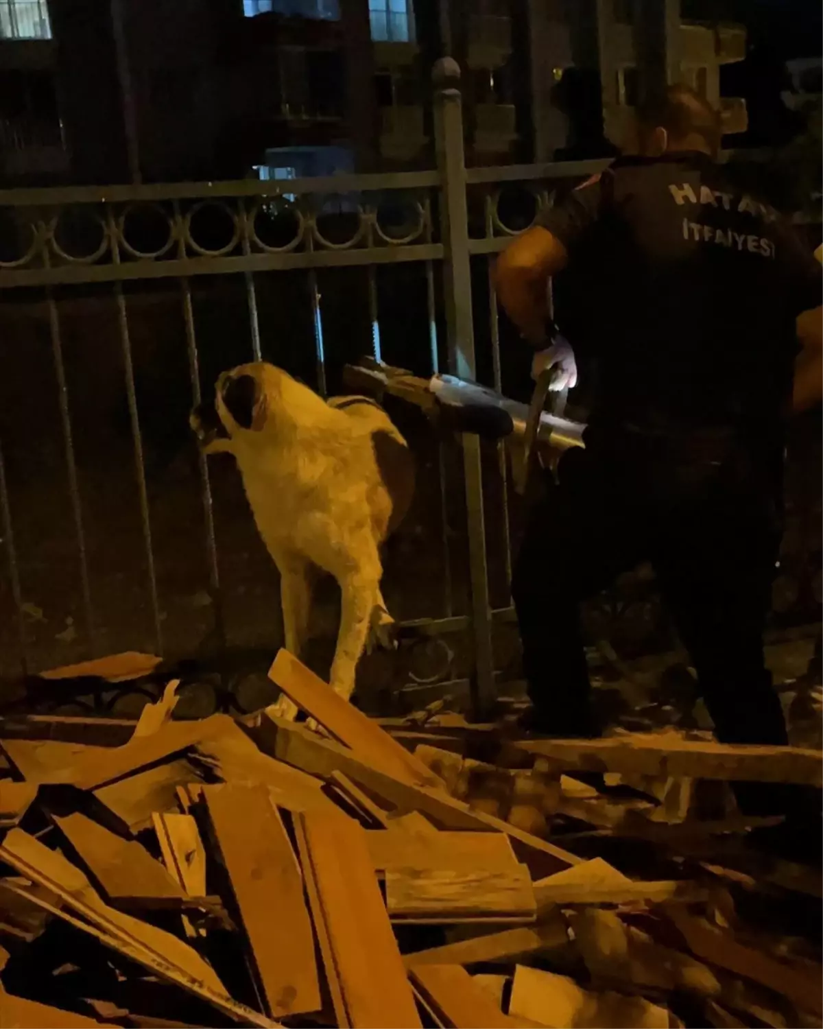 Hatay\'da demir parmaklığa sıkışan köpek itfaiye tarafından kurtarıldı