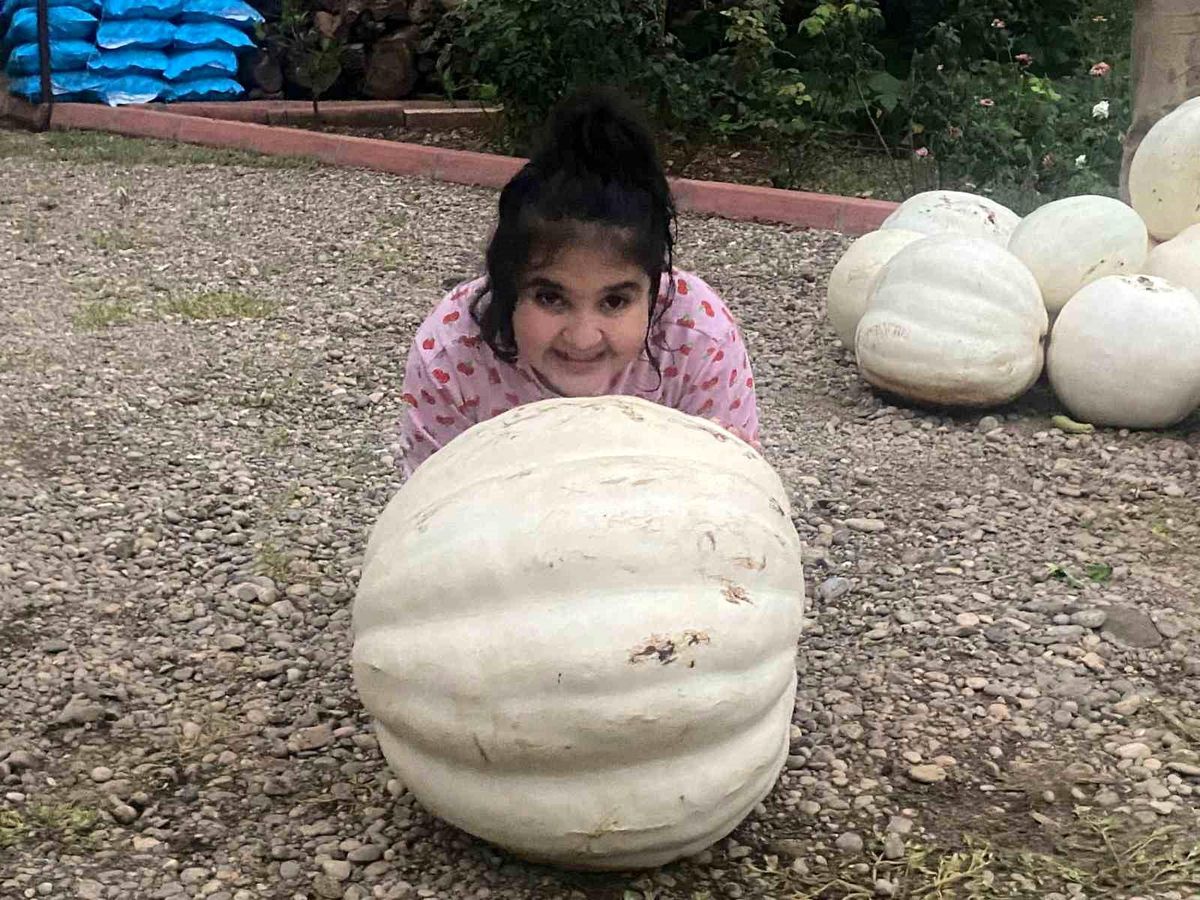 Hobi Amaçlı Ekilen Kabaklarla 500 Kilo Hasat Yapıldı