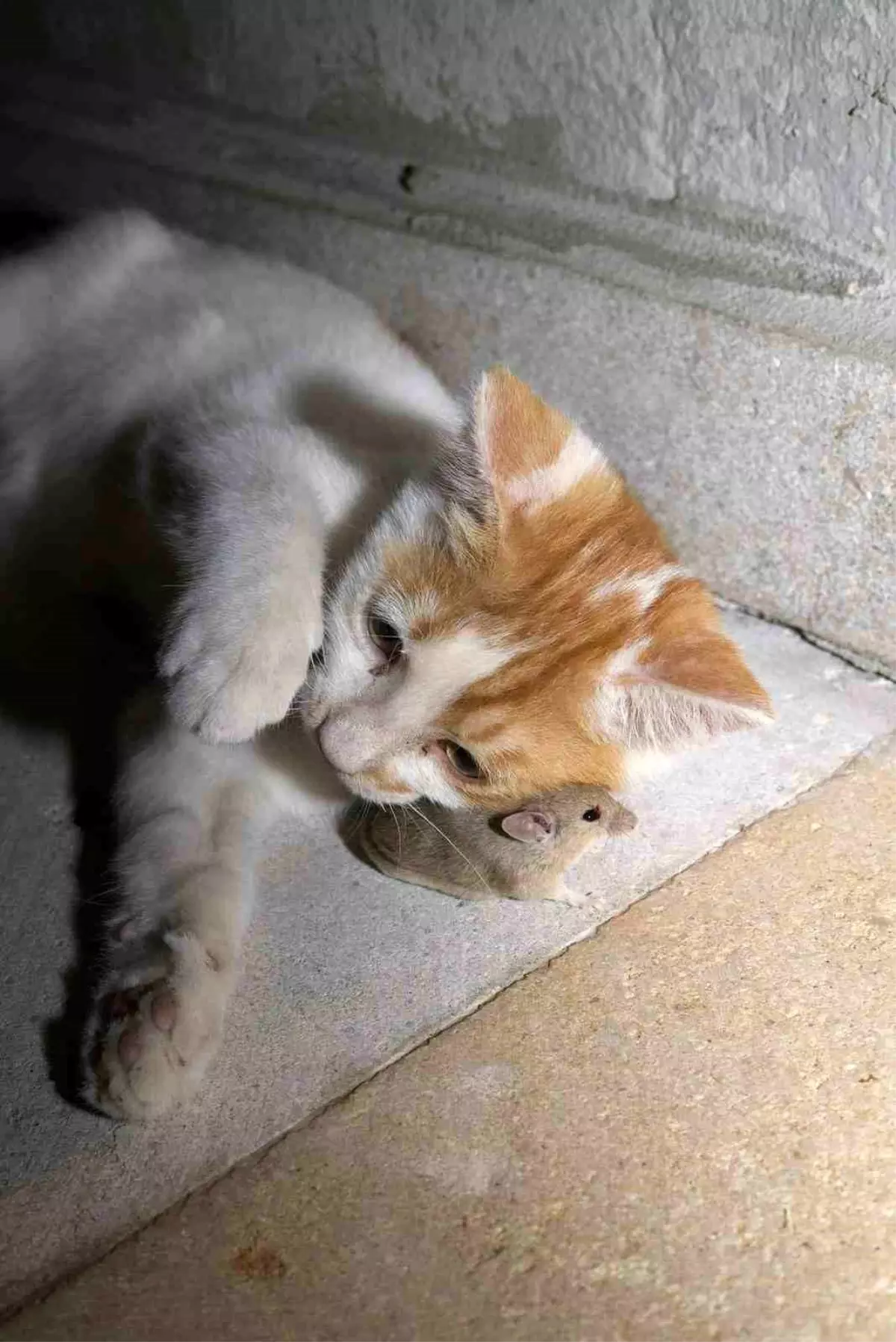 Elazığ\'da bir kedinin fareyle oynaması izleyenleri gülümsetti