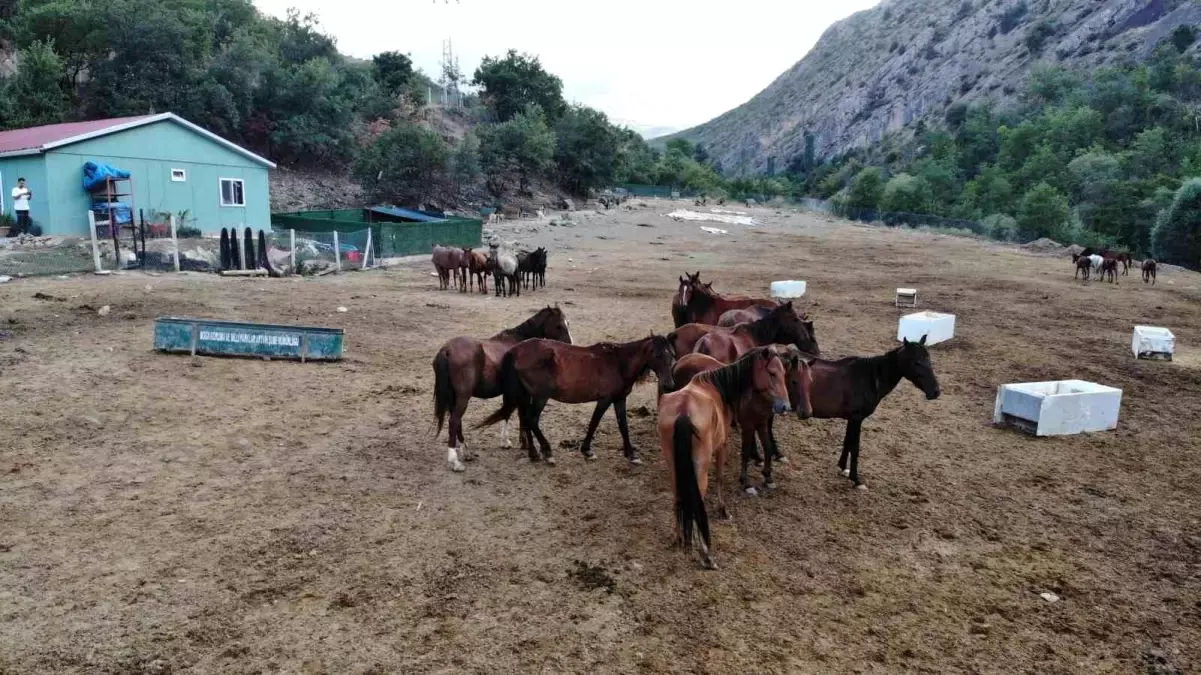 Artvin\'de HAYDİKO Gönüllüleri Bakıma Muhtaç Hayvanlara Yuva Oluyor