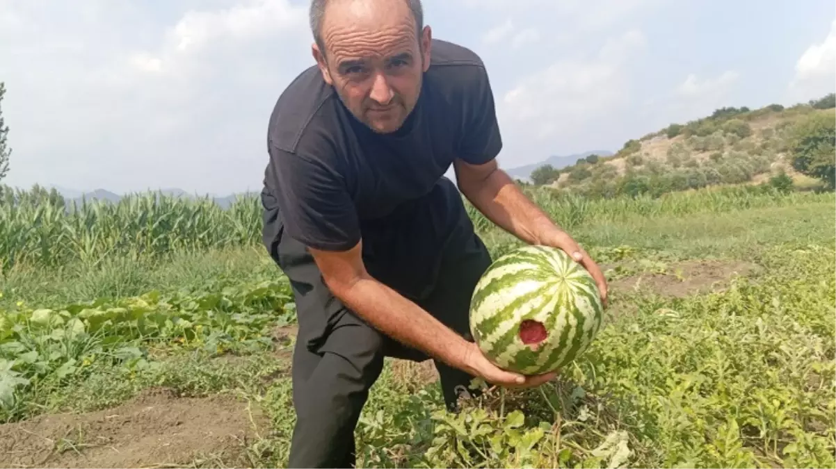 Kargalar karpuzları yedi, çiftçi mağdur