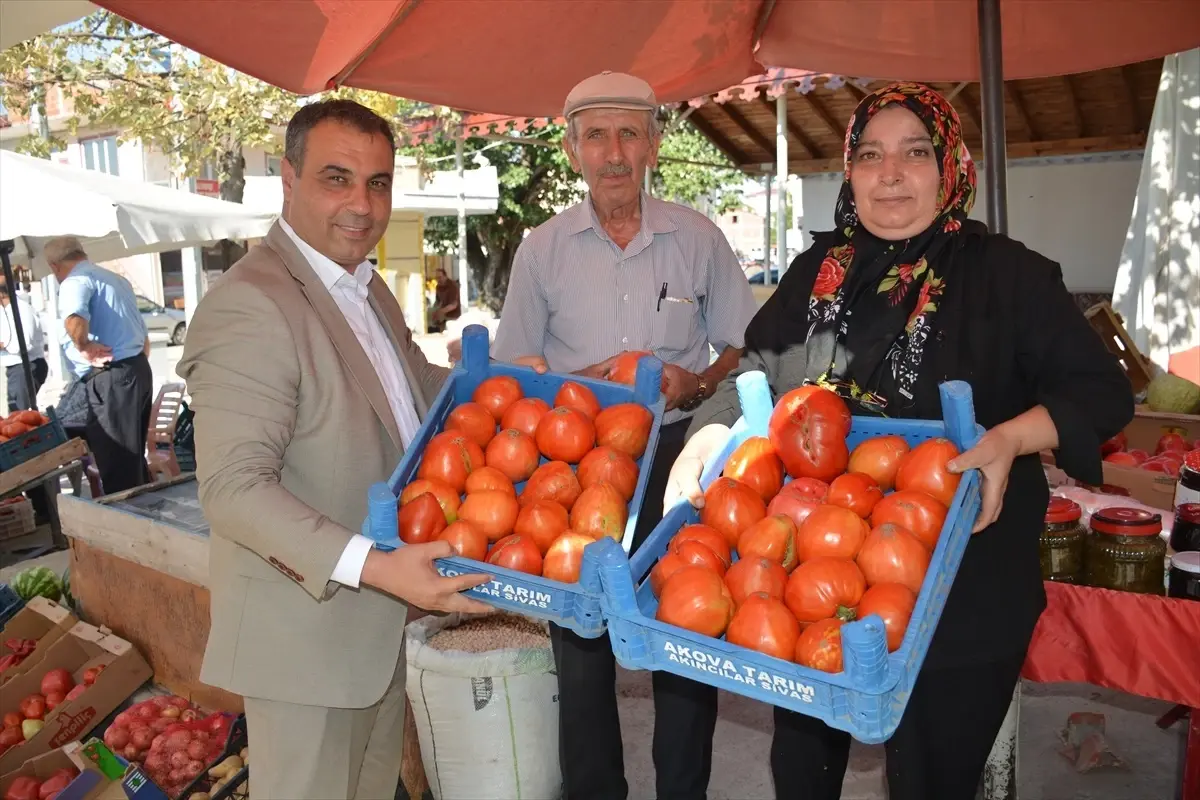 Sivas\'ın Akıncılar ilçesinde ata tohumunda yetiştirilen manda yüreği domatesinin hasadı başladı