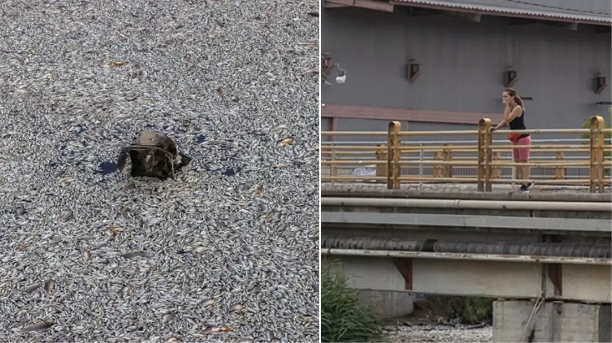 Yunanistan\'ın Volos kentinde tonlarca ölü balık nedeniyle olağanüstü hal ilan edildi