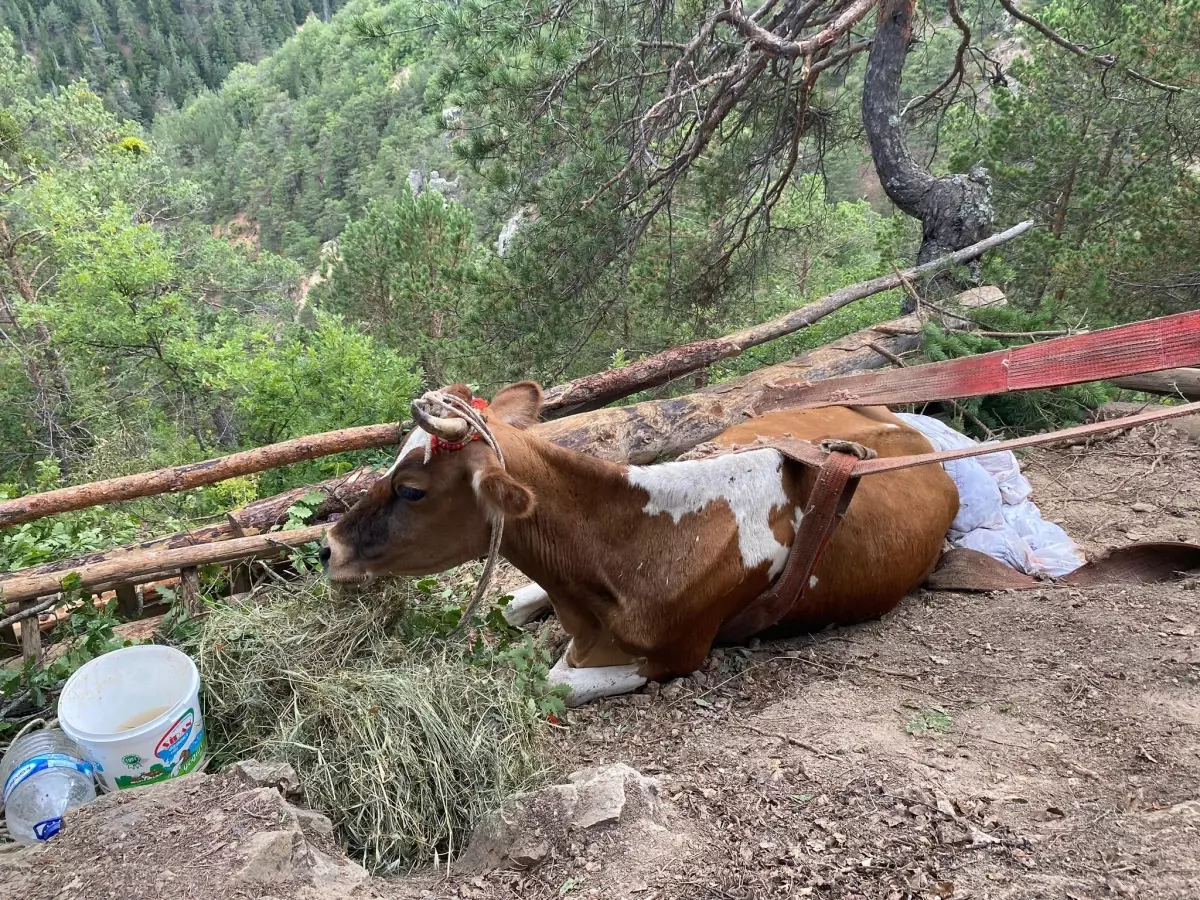 Gümüşhane\'de mahsur kalan inek kurtarılamadı