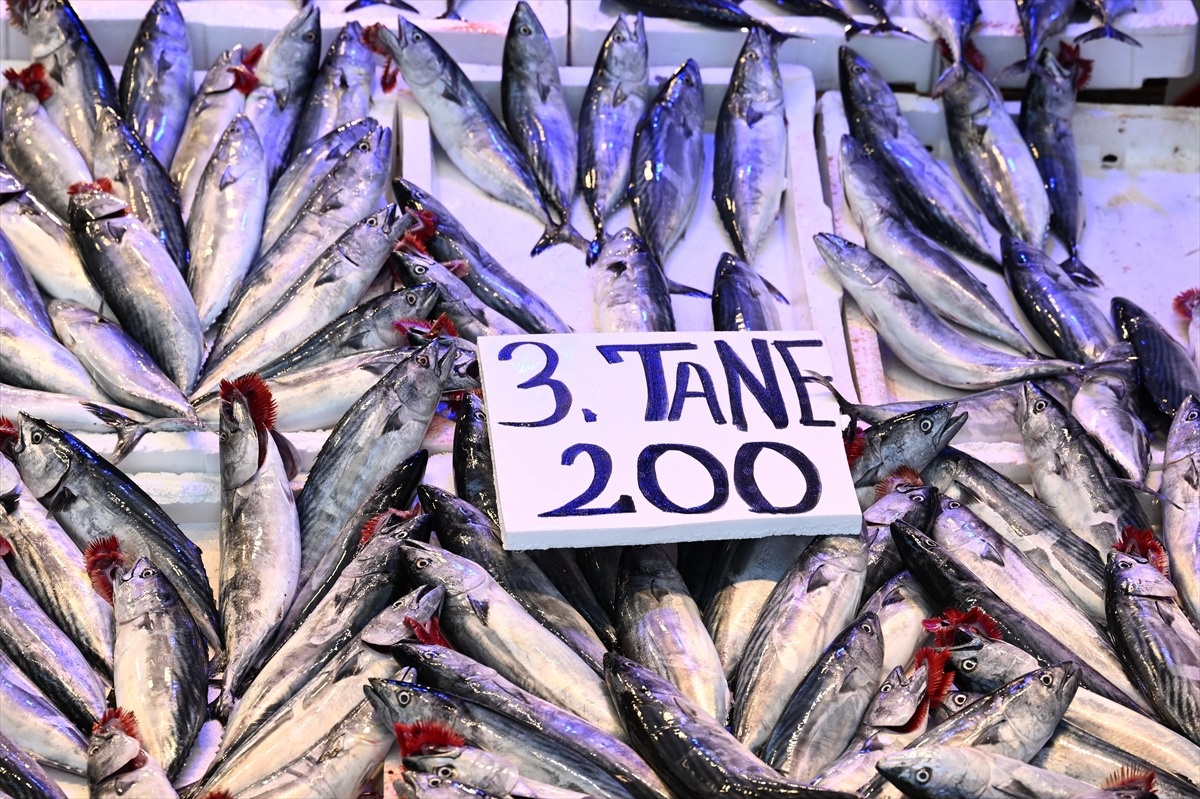 Trabzon\'da av yasağının sona ermesiyle denize açılan balıkçıların avladığı palamut, 3\'ü 200 liradan satışa sunuluyor
