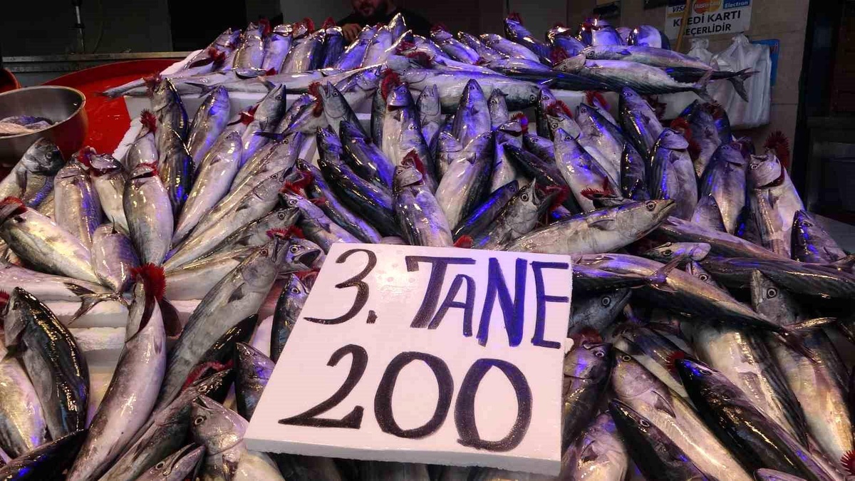 Denizlerde av yasağı sona erdi, palamut fiyatları düştü