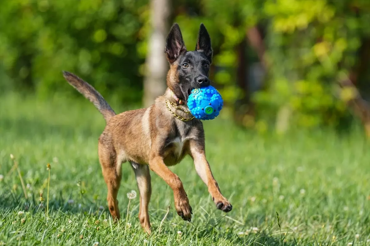 Prematüre doğan Belçika kurdu \'Pire\' arama kurtarma köpeği olarak yetiştiriliyor