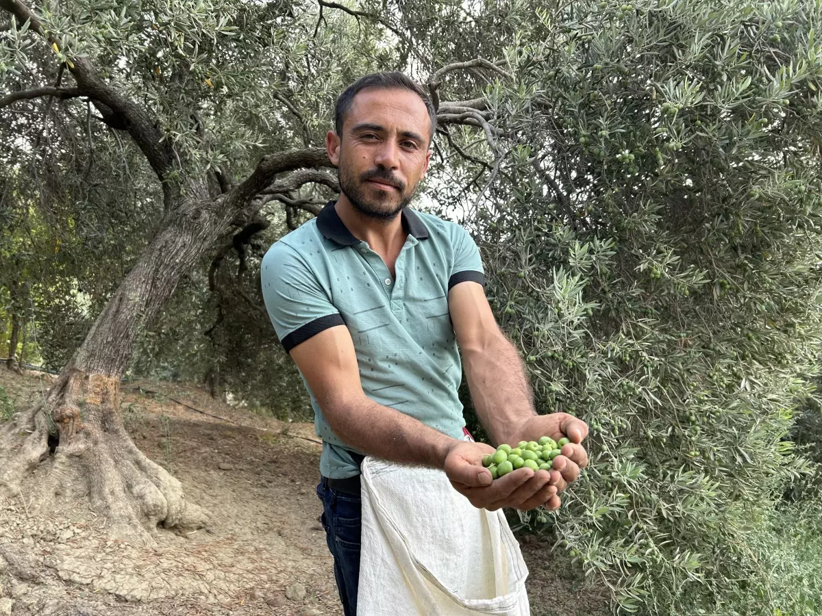 Depremin yıkım yaşattığı Hatay\'da zeytin hasadıyla umutlar yeşeriyor