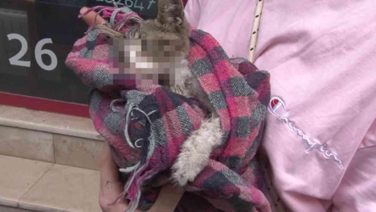 Kadıköy'de hayvan katliamı: Köpek ve kedileri zehirlediler