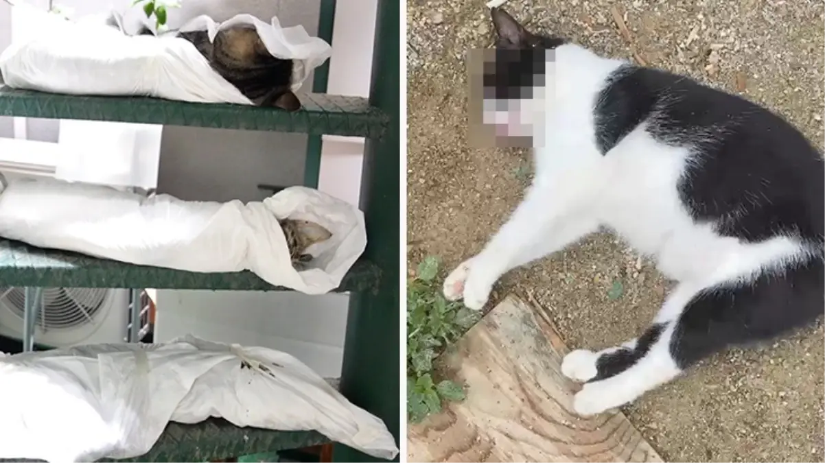 Kadıköy\'de katliam! Onlarca kedi ve köpeği zehirleyerek öldürdüler