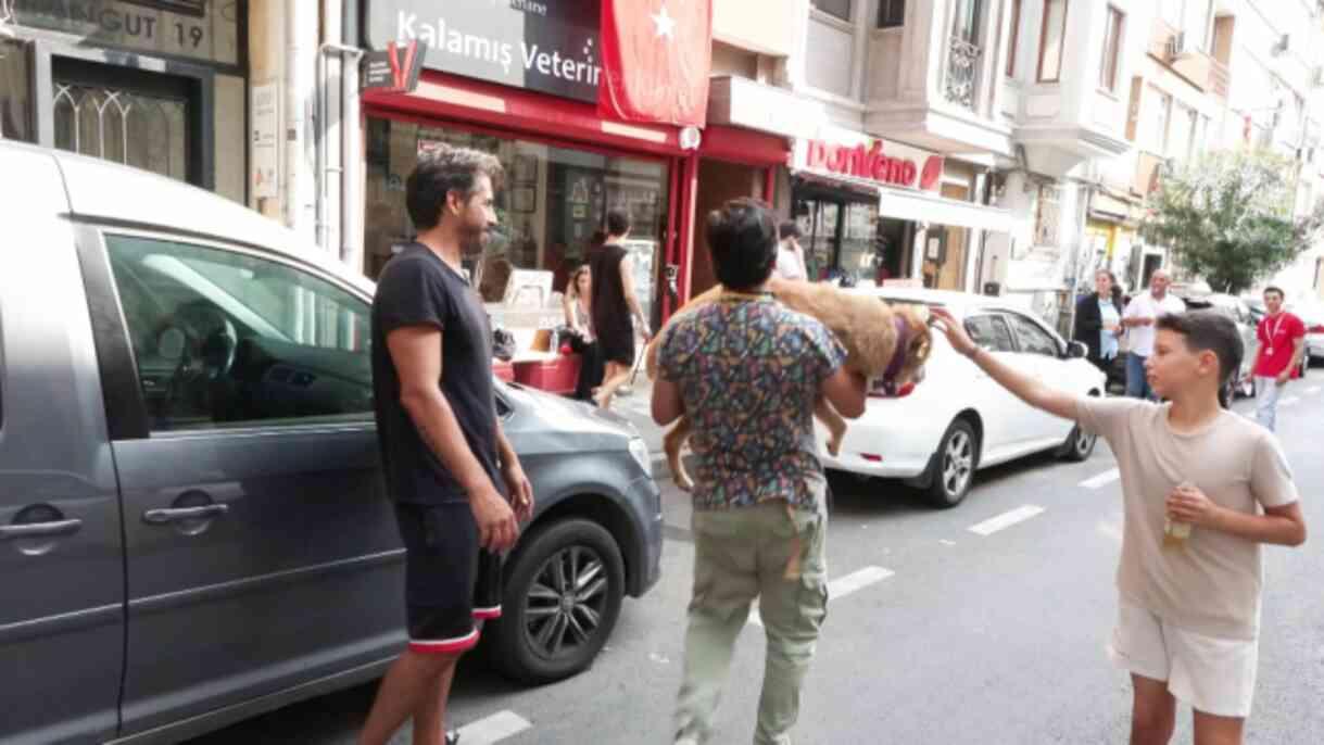 Kadıköy'de hayvan katliamı: Köpek ve kedileri zehirlediler