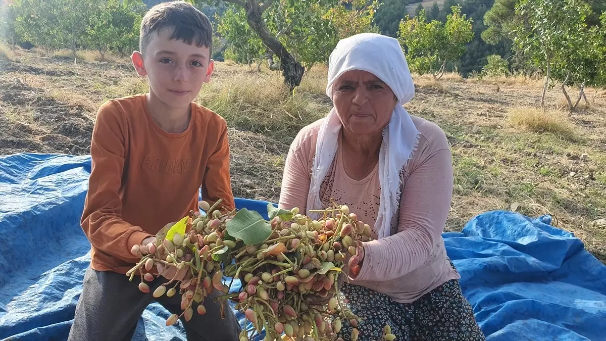 Demirci\'de menengiç ağaçlarından elde edilen Antep fıstığı üretimi başladı