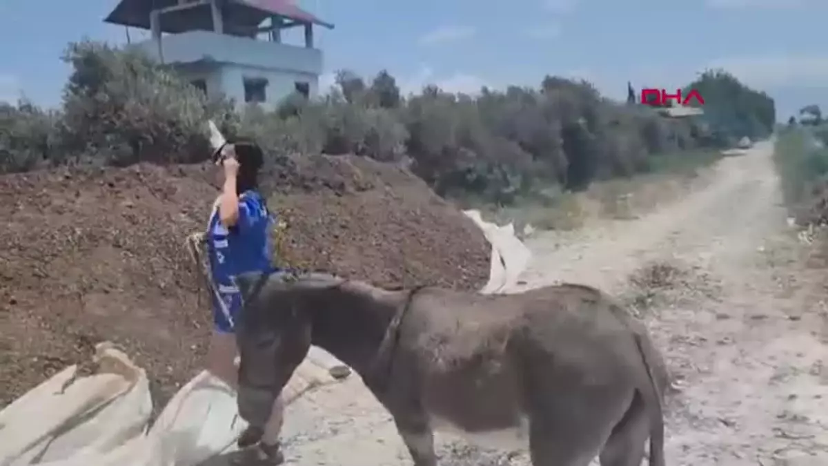 Sahipsiz Eşek Kesiklerle Ölüme Terk Edildi, Emekli Hayvanlar Çiftliği\'nde Tedavi Ediliyor