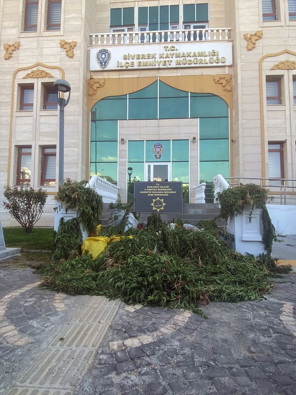 Şanlıurfa\'da 2 Bin 375 Kök Hint Keneviri Ele Geçirildi, Şüpheli Tutuklandı