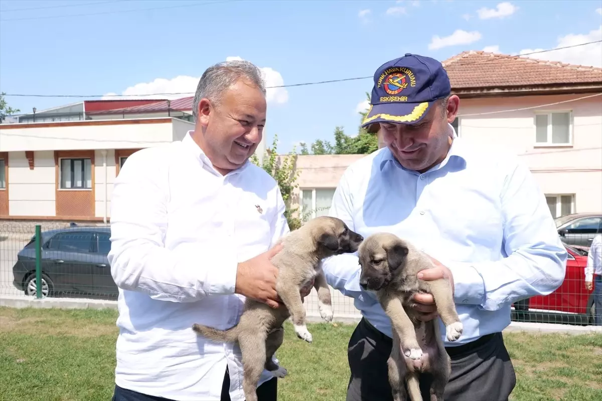 AK Parti İl Başkanı\'ndan Eskişehir\'deki Sokak Hayvanları İçin Proje Önerisi