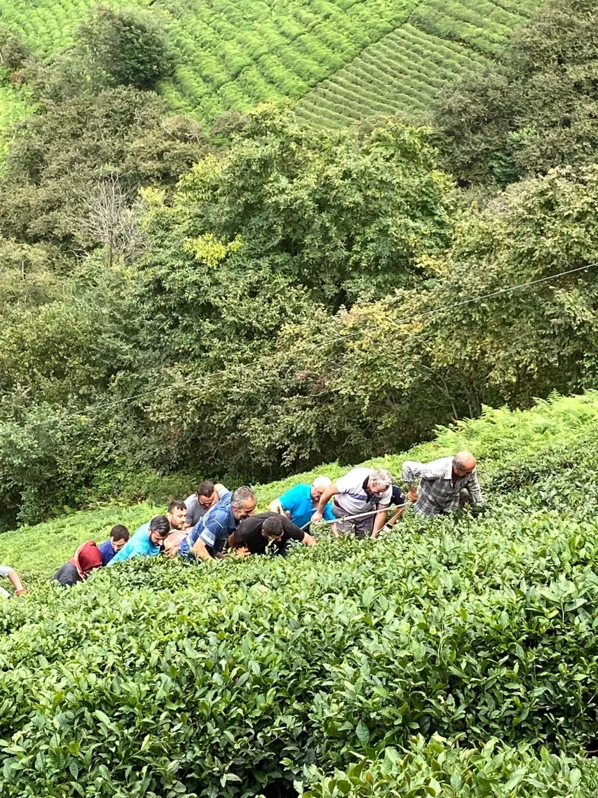 Rize\'de çay toplarken uçuruma yuvarlandı, yaralandı