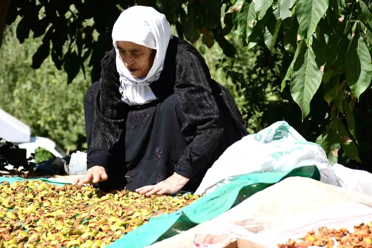 Beytüşşebap\'ta Kış Hazırlıkları Başladı: Meyveler Kurutuluyor