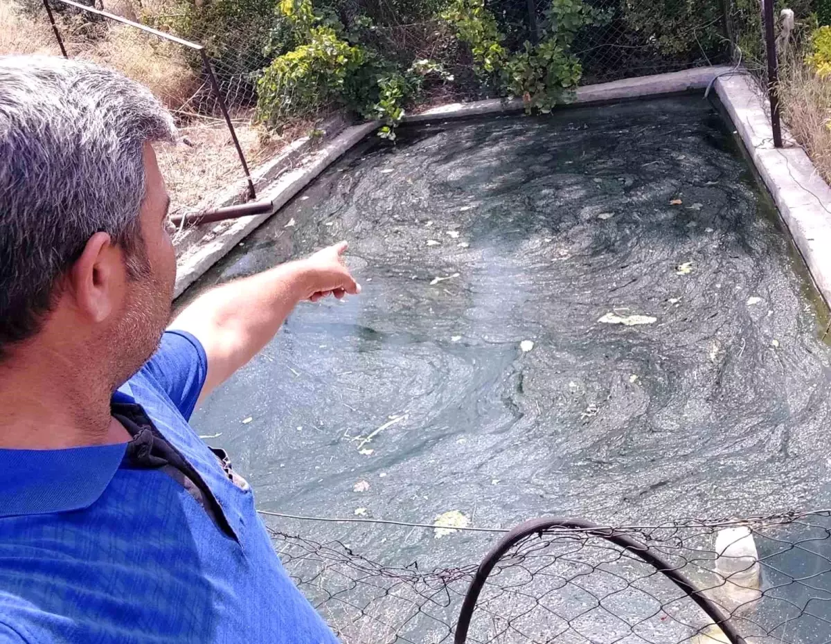 Mersin\'de kara yılan ve fare kurtarıldı