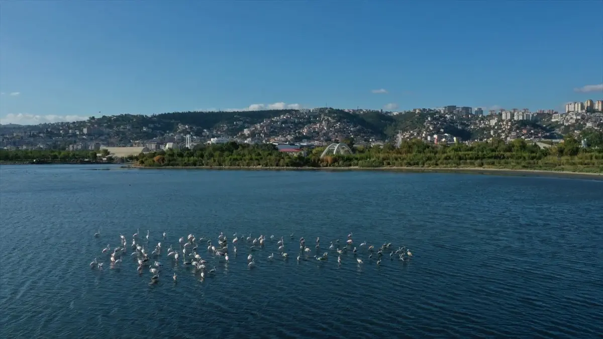 İzmit Körfezi\'nde Çevre Yatırımları ile Kirlilik Azaldı, Balık Popülasyonu Arttı