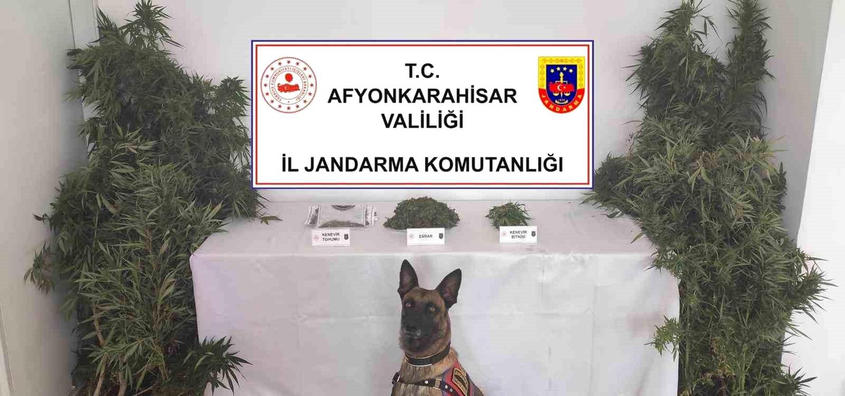 Afyonkarahisar\'da kenevir yetiştiren şahsın evine yapılan baskında 307 gram esrar ve 24 kök kenevir ele geçirildi