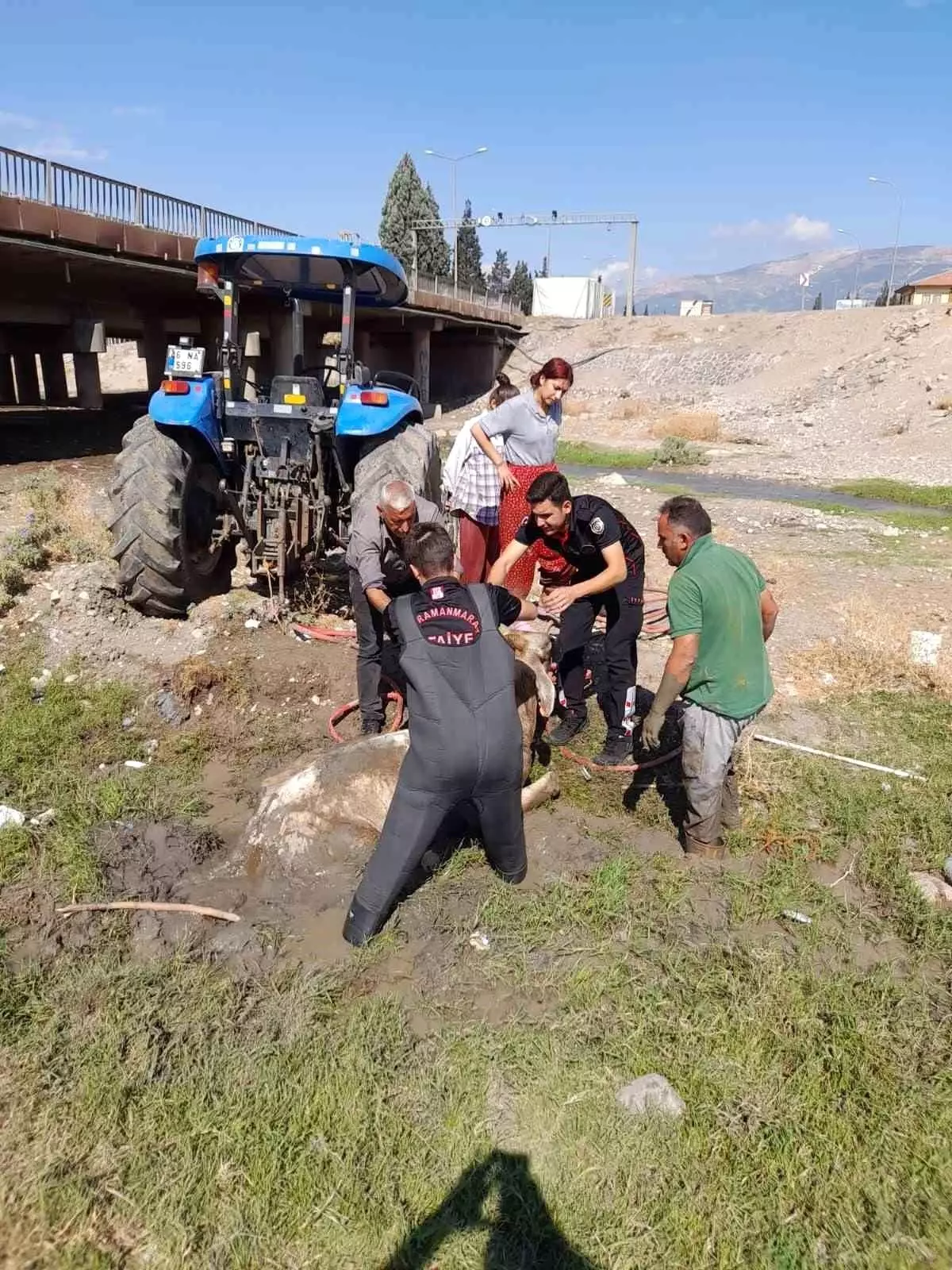 Kahramanmaraş\'ta Bataklığa Saplanan Büyükbaş Hayvan Kurtarıldı