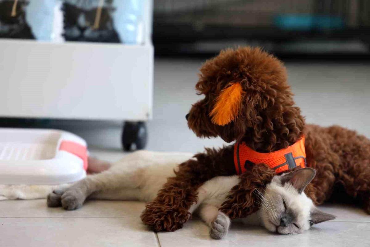Elazığ\'da Köpek ve Kedinin Dostluğu Görenleri Şaşırtıyor