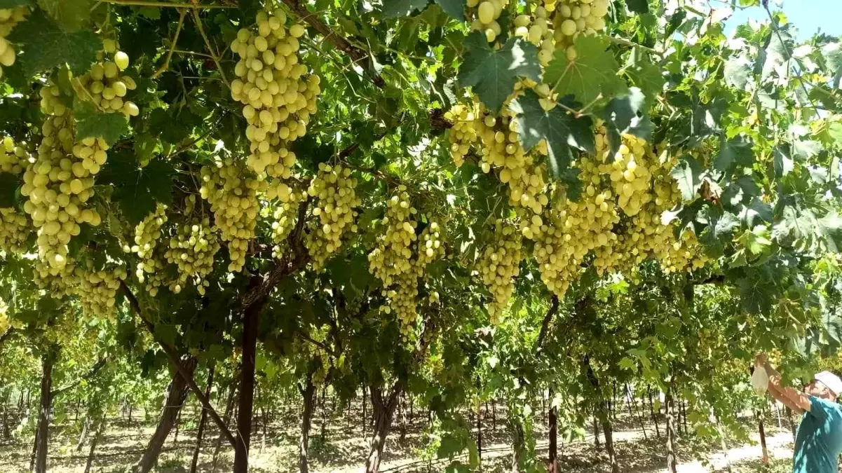 Manisa\'nın Sarıgöl ilçesinde Mevlana üzümü 25 TL’den satışta