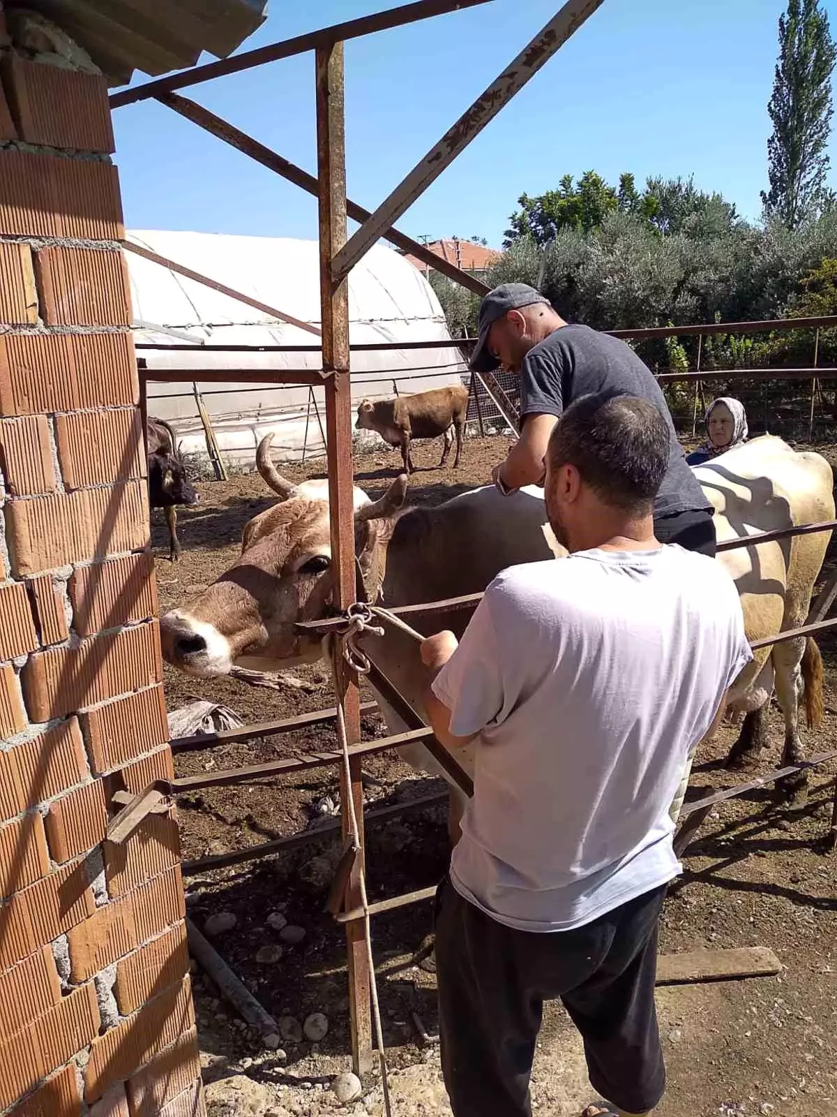 Ortaca\'da Hayvan Sağlığına Yönelik Devam Eden Çalışmalar