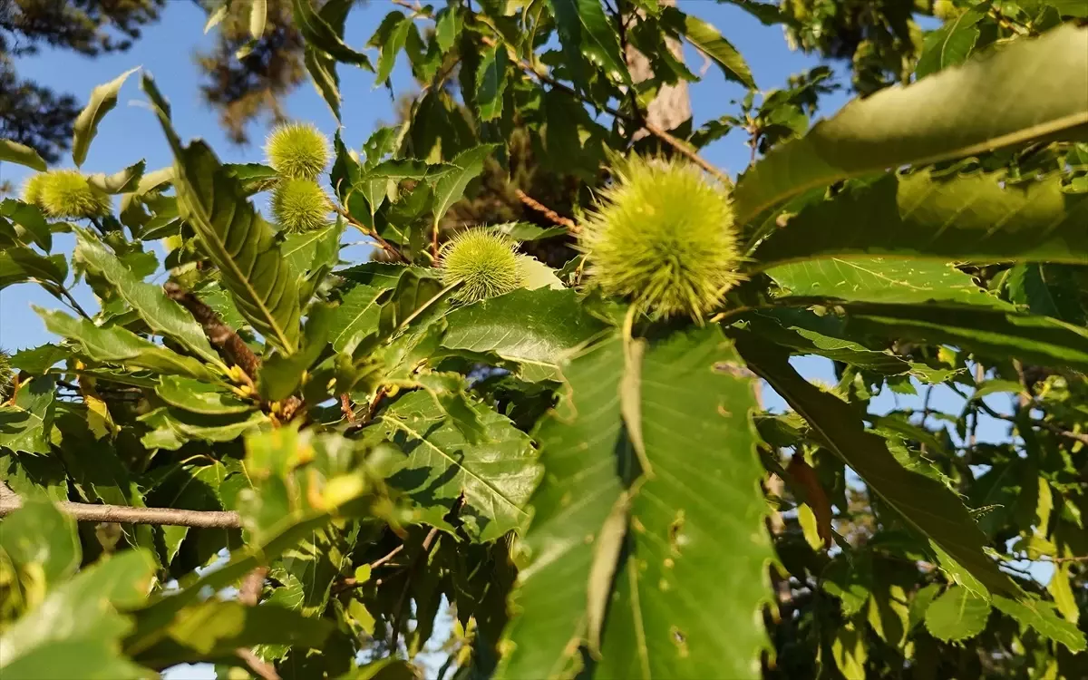 Simav Kestanesi İçin Gal Arısına Karşı Biyolojik Mücadelede Başarı