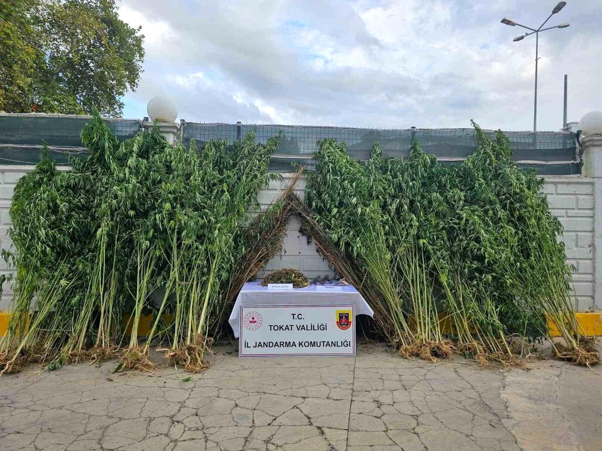 Tokat\'ta Uyuşturucu Operasyonu: 10 Bin 500 Gram Esrar Ele Geçirildi