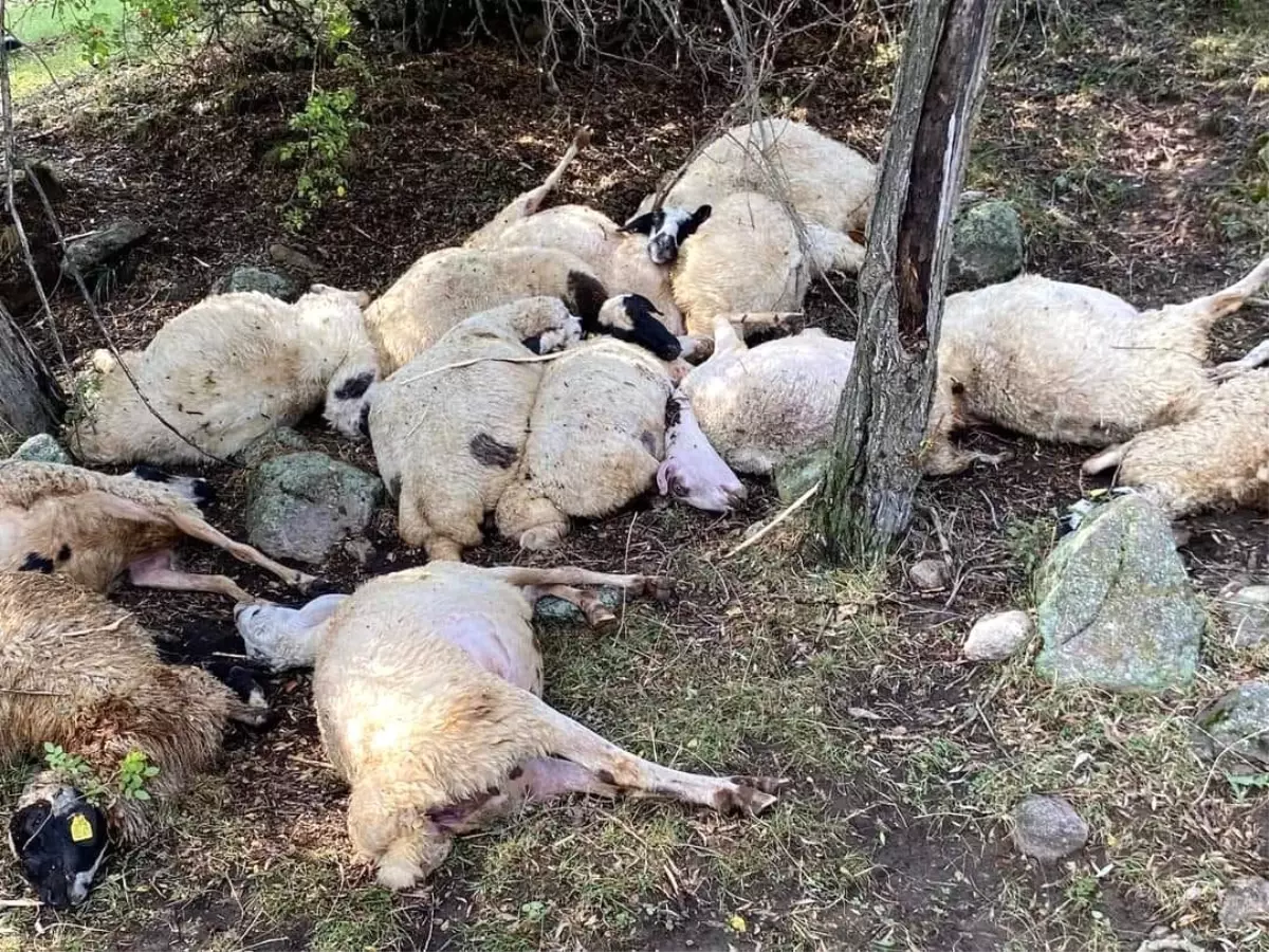 Çankırı\'da Yıldırım Düşmesi Sonucu 14 Koyun Telef Oldu