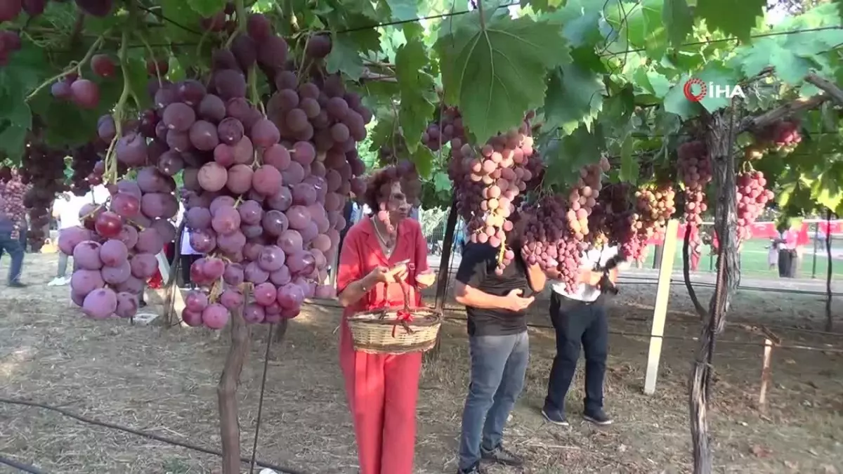 Bağbozumu Şenliği Tekirdağ\'da Coşkuyla Gerçekleşti