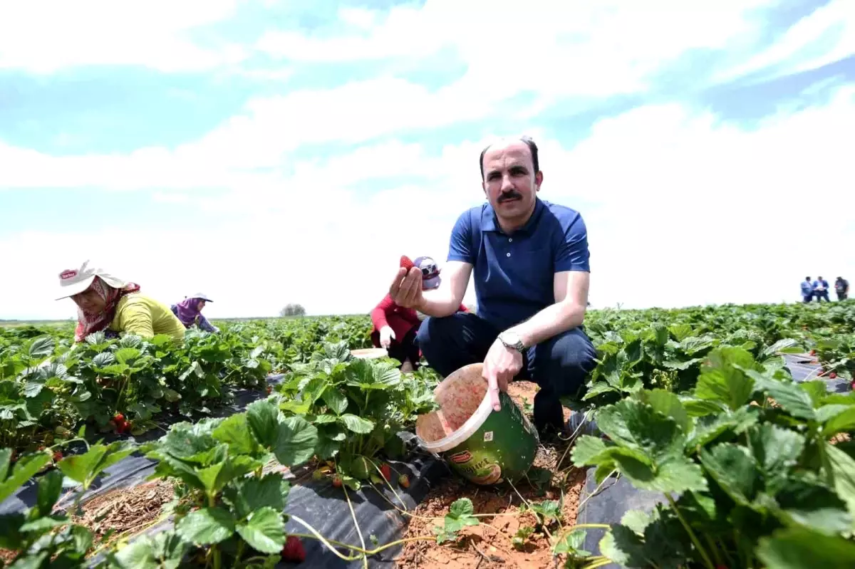 Konya\'nın Hüyük ilçesinde üretilen çilek Avrupa Birliği tescili aldı