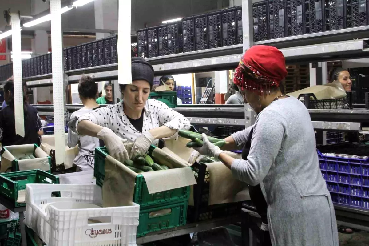 Batı Akdeniz İhracatında Artış: 2024\'te 1.76 Milyar Dolar